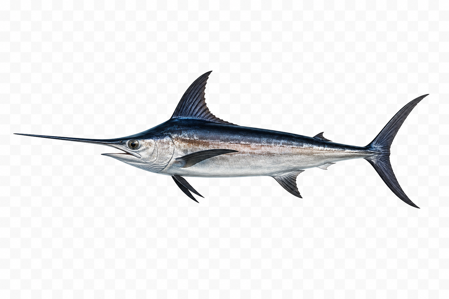 Swordfish Lisbon